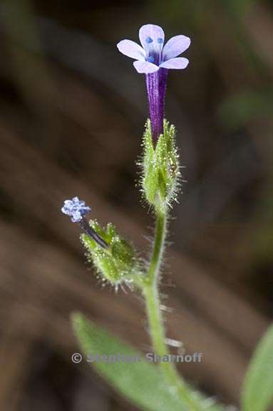 allophyllum divaricatum 5 graphic